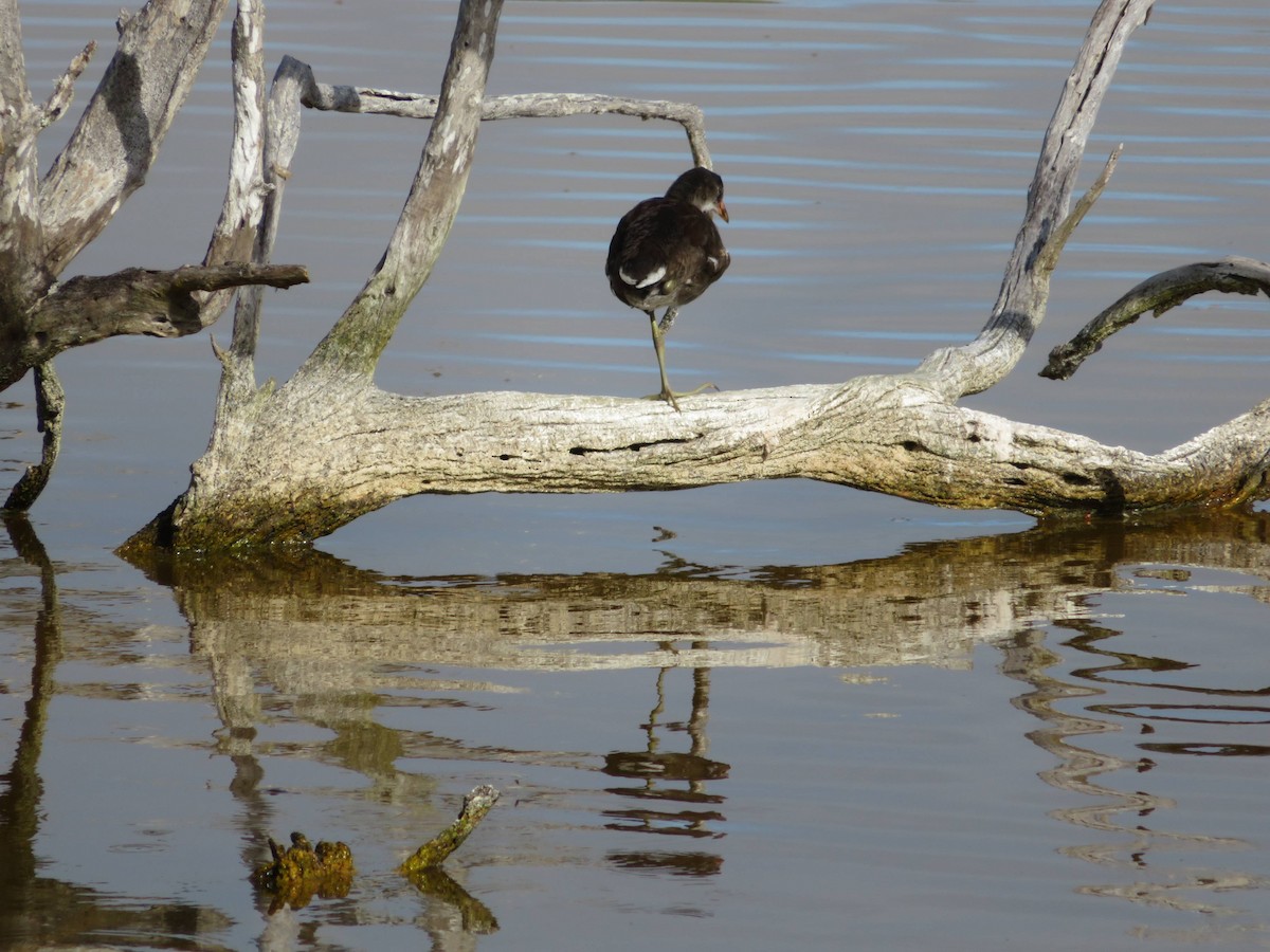 Gallinule d'Amérique - ML605461971