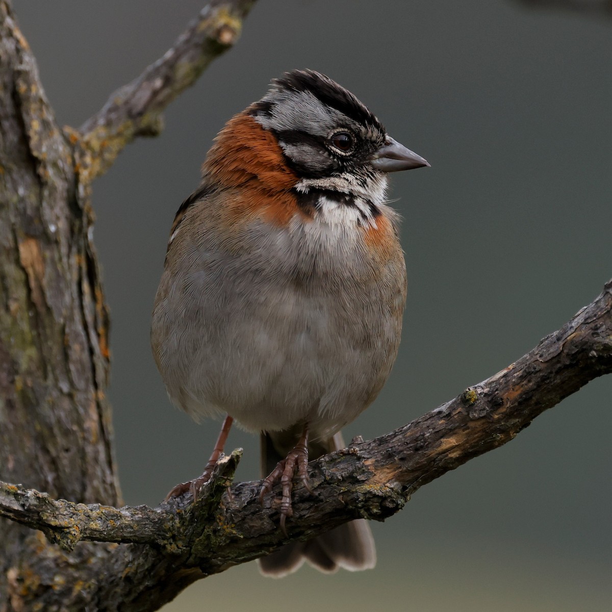 Rufous-collared Sparrow (Rufous-collared) - ML605462731