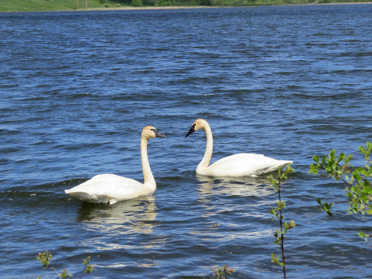 Trumpeter Swan - ML60546291