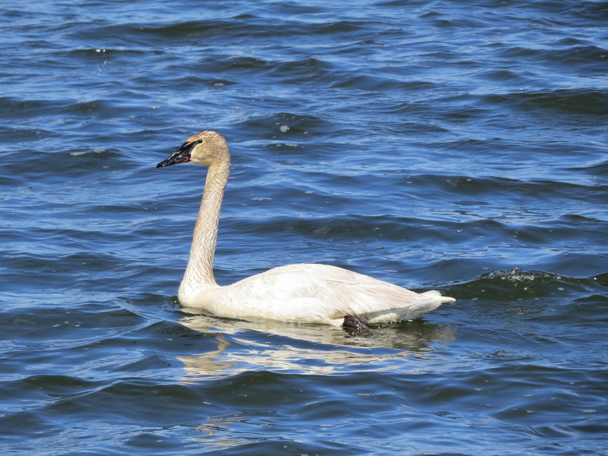 Trumpeter Swan - ML60546301