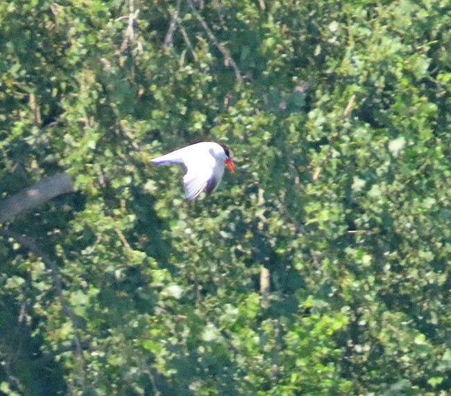 Caspian Tern - Nancy Anderson