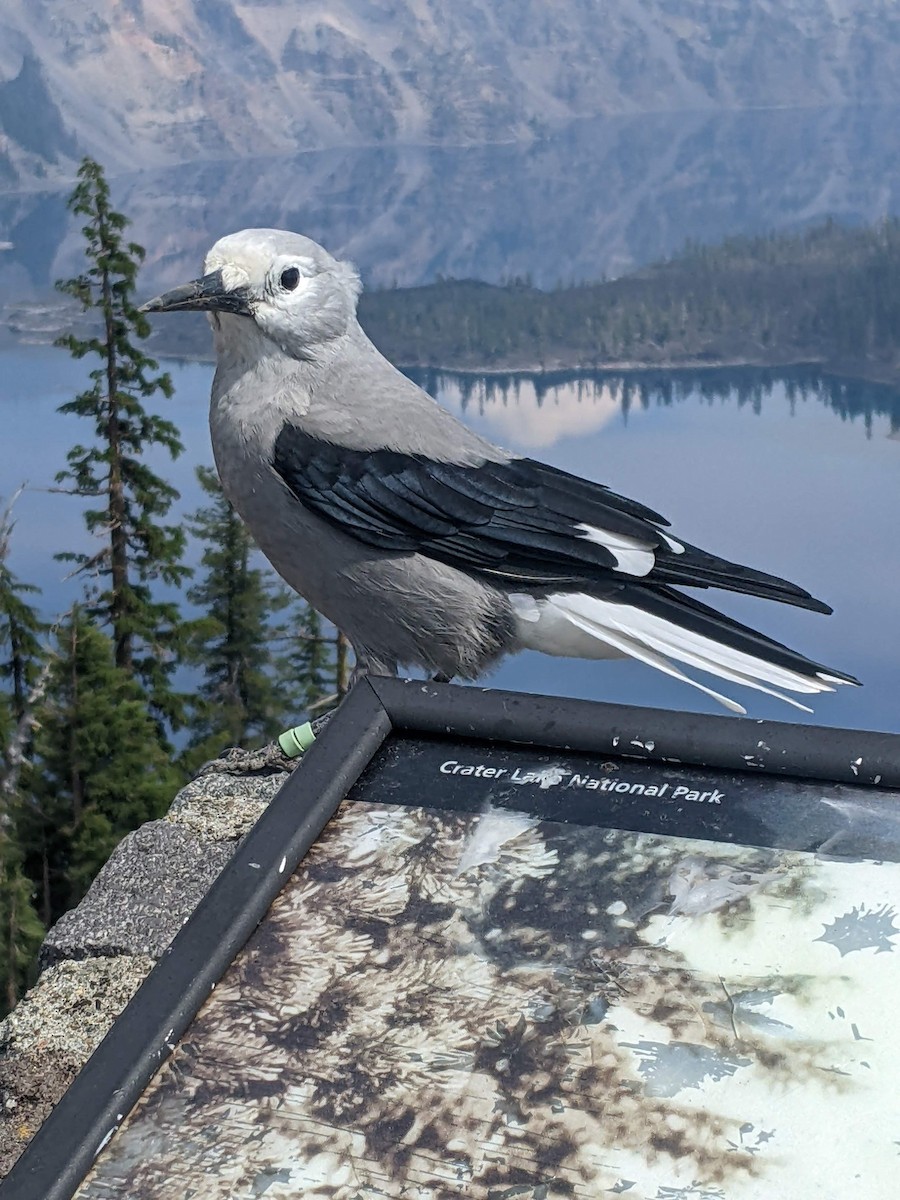 Clark's Nutcracker - ML605464081