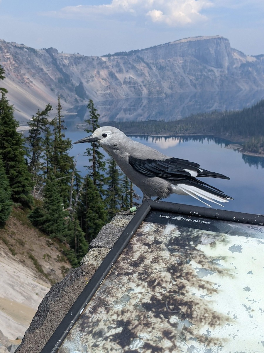 Clark's Nutcracker - ML605464091