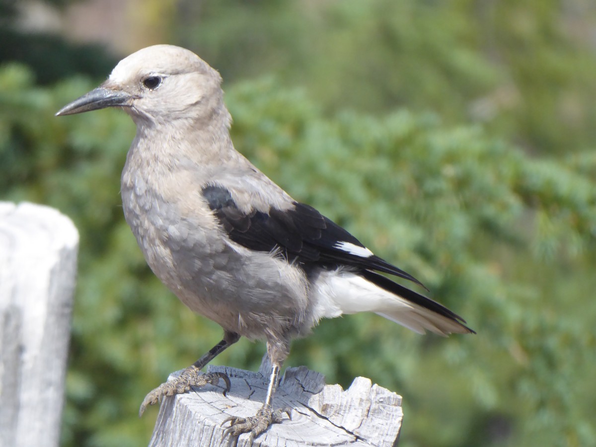 Clark's Nutcracker - ML605464101