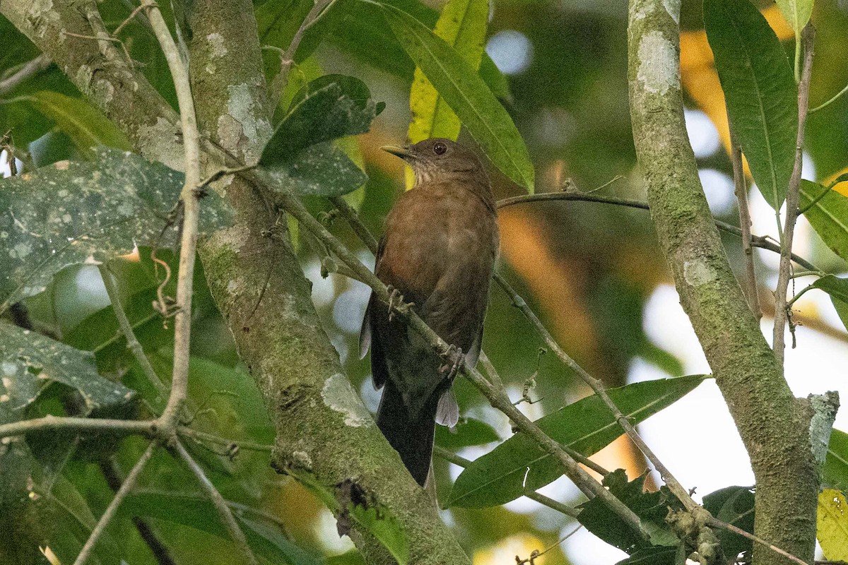 Varzea Thrush - Eric VanderWerf