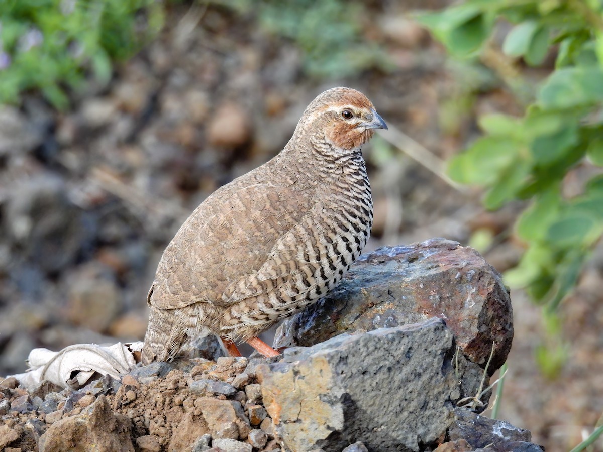 Rock Bush-Quail - ML605466781