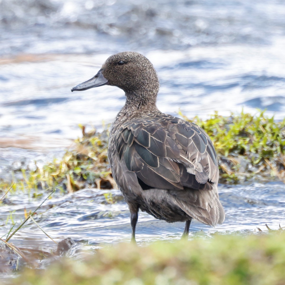 Andean Teal (Andean) - ML605468161