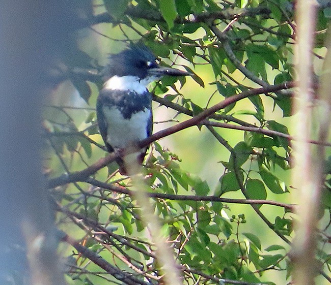 Belted Kingfisher - ML605470521