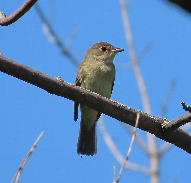 Least Flycatcher - ML605470621