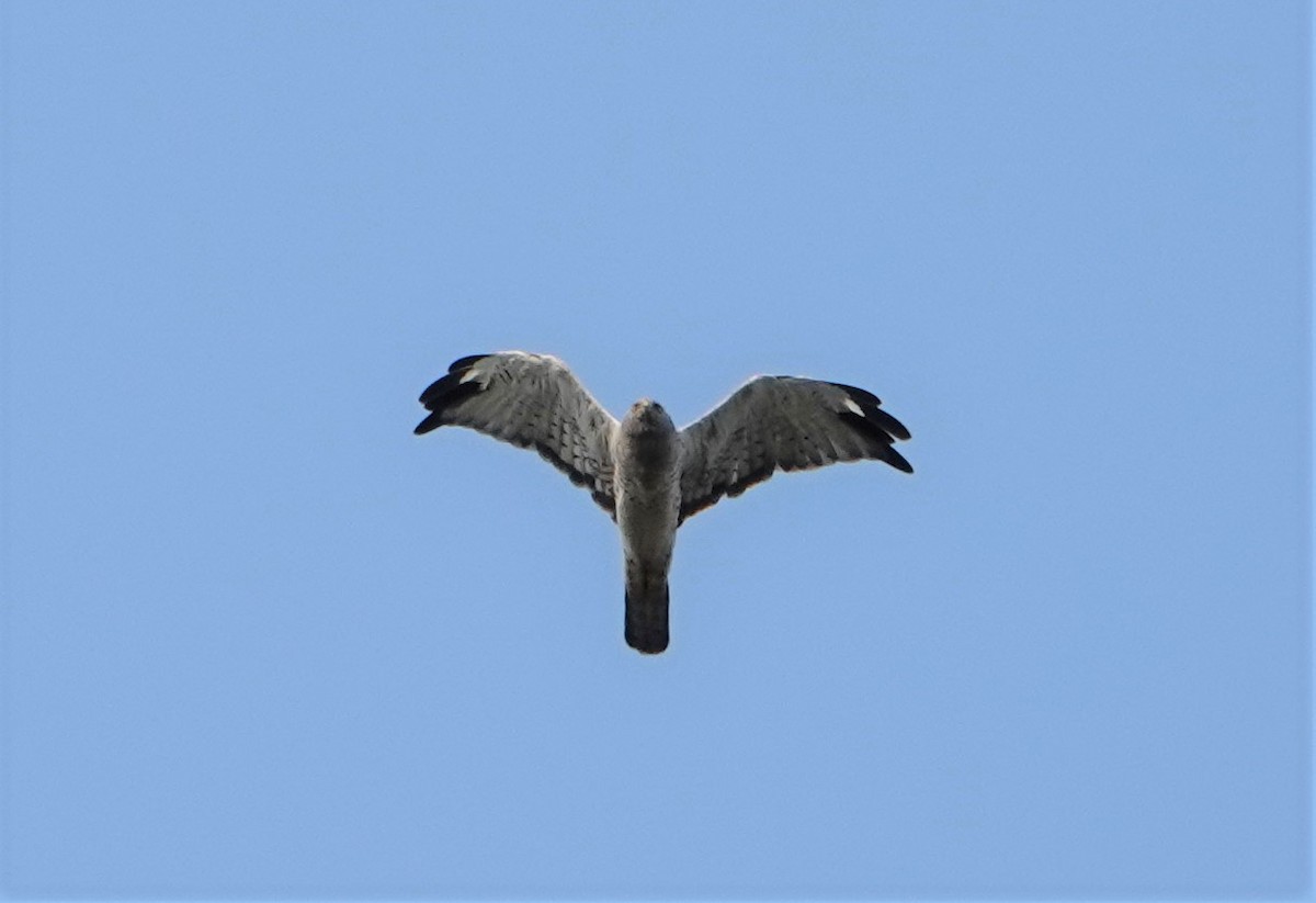 Northern Harrier - ML605473601