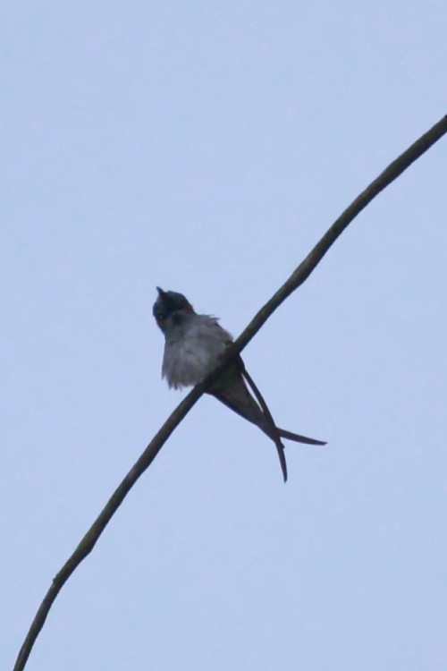 Gray-rumped Treeswift - ML60547371