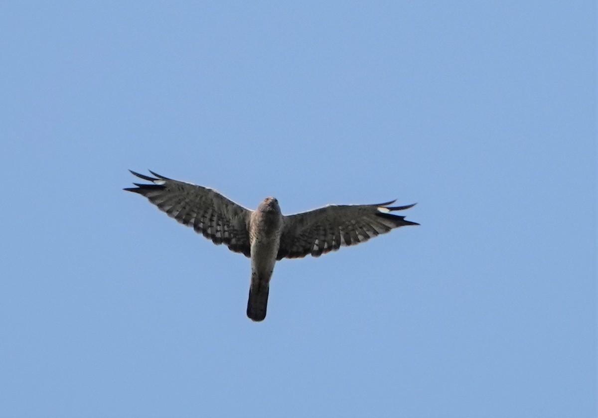 Northern Harrier - ML605473751