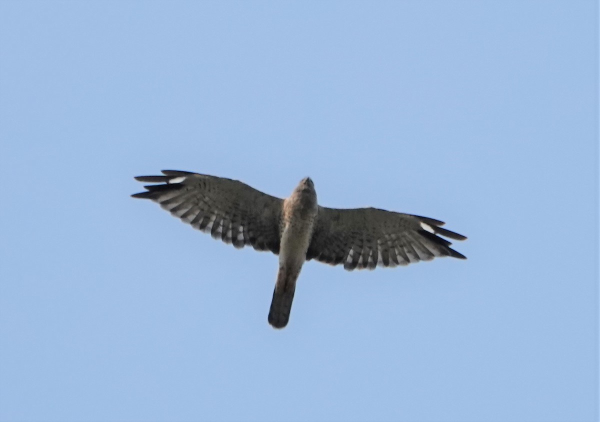 Northern Harrier - ML605473931