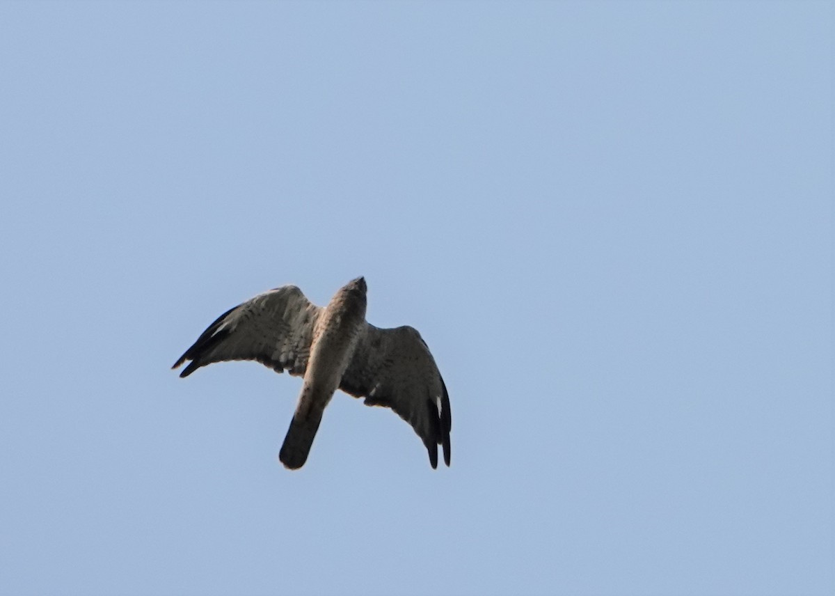 Northern Harrier - ML605474211