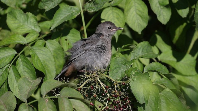 Gray Catbird - ML605474231