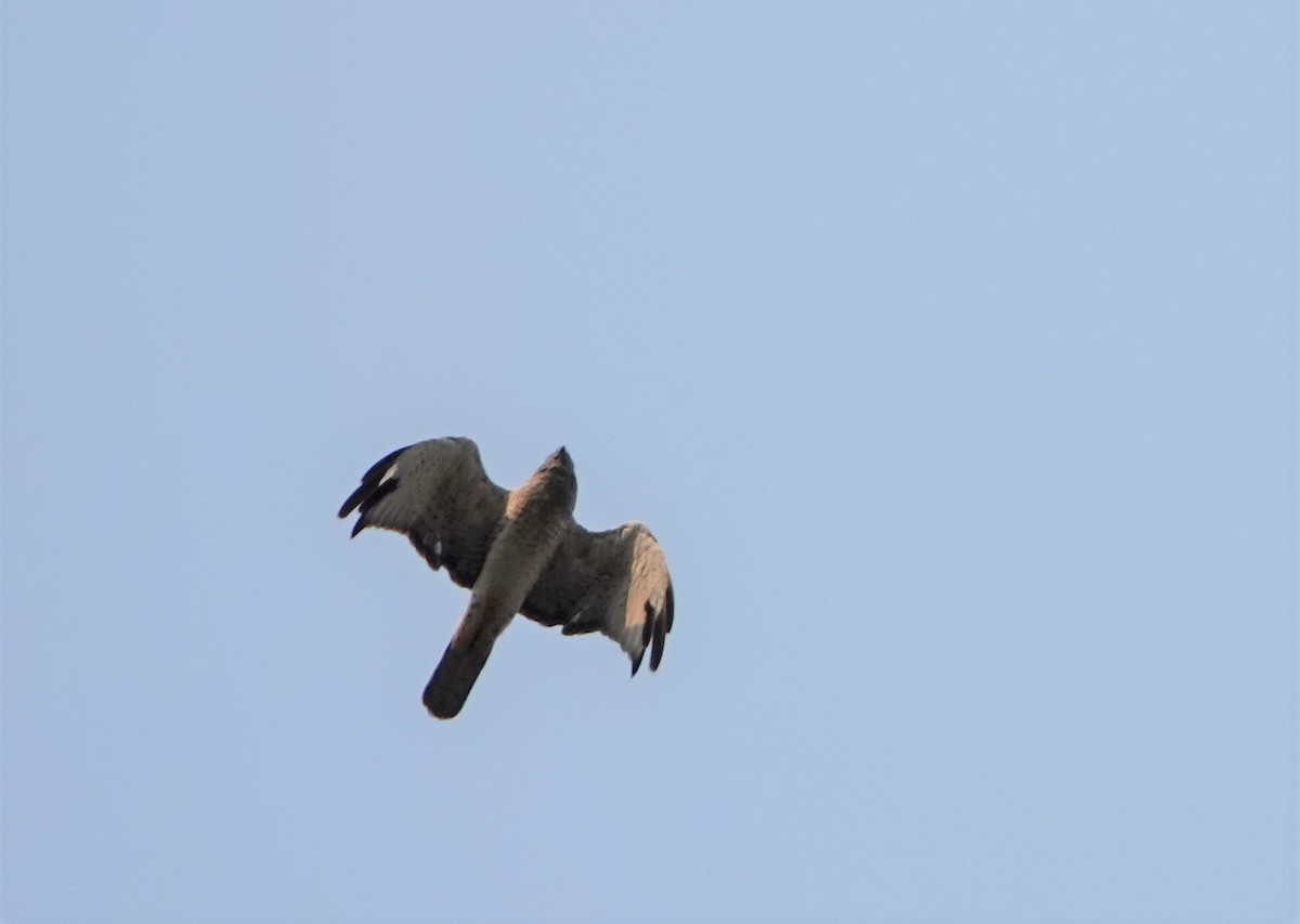 Northern Harrier - ML605474241