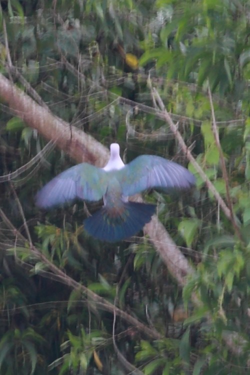 Green Imperial-Pigeon (Green) - ML60547441