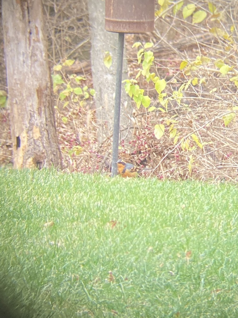 Varied Thrush - ML605474971