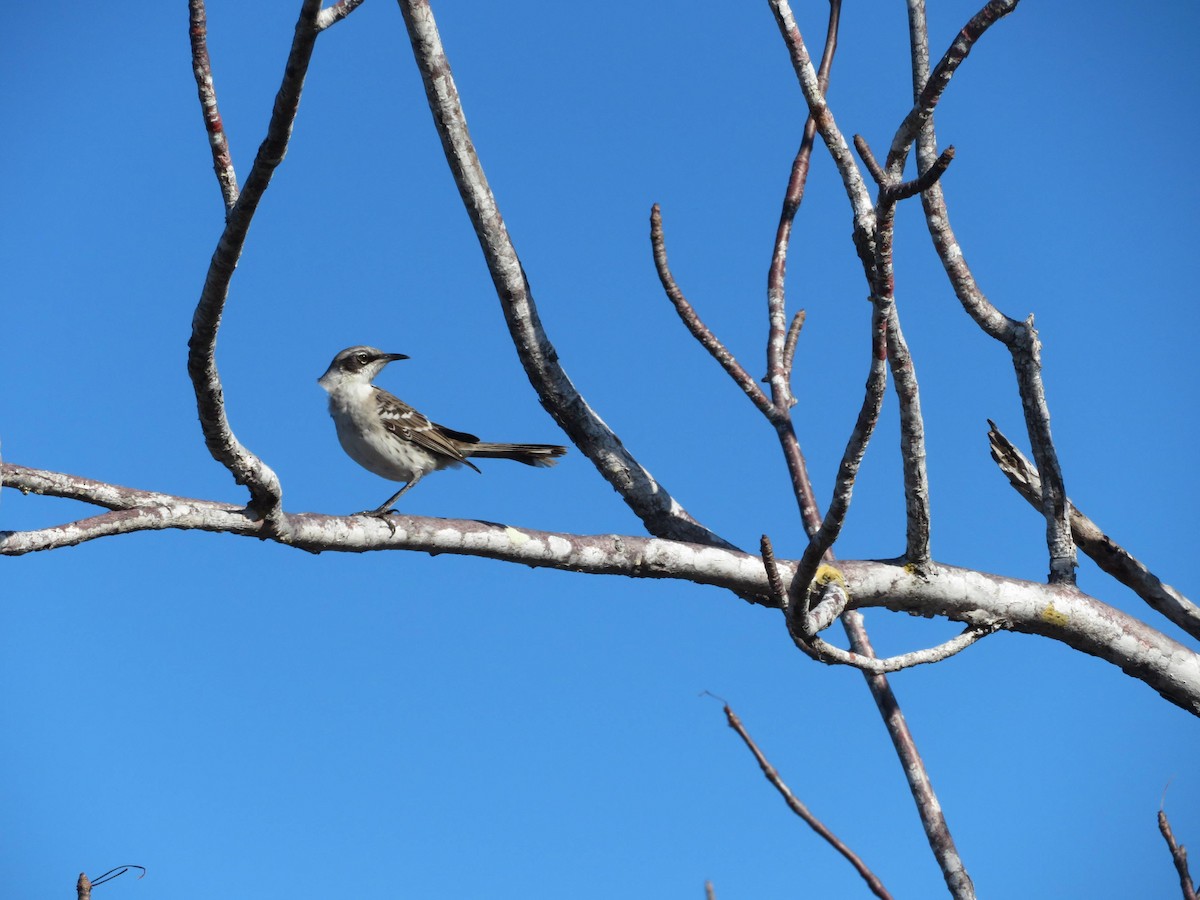 Galapagos Mockingbird - ML605475401