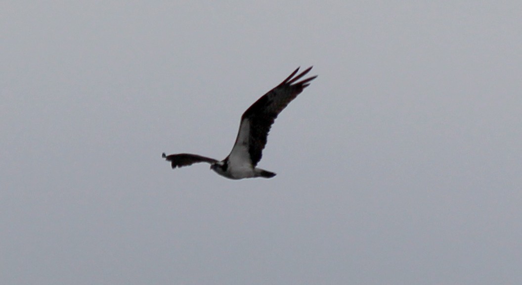 Osprey - ML60547591