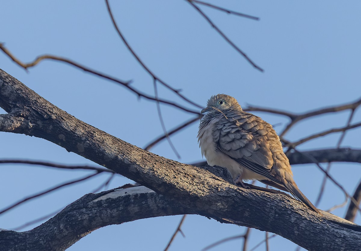 Peaceful Dove - ML605475941