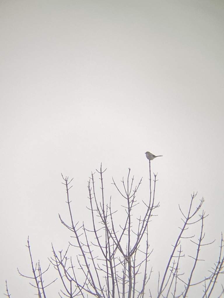 Northern Shrike - ML605476001