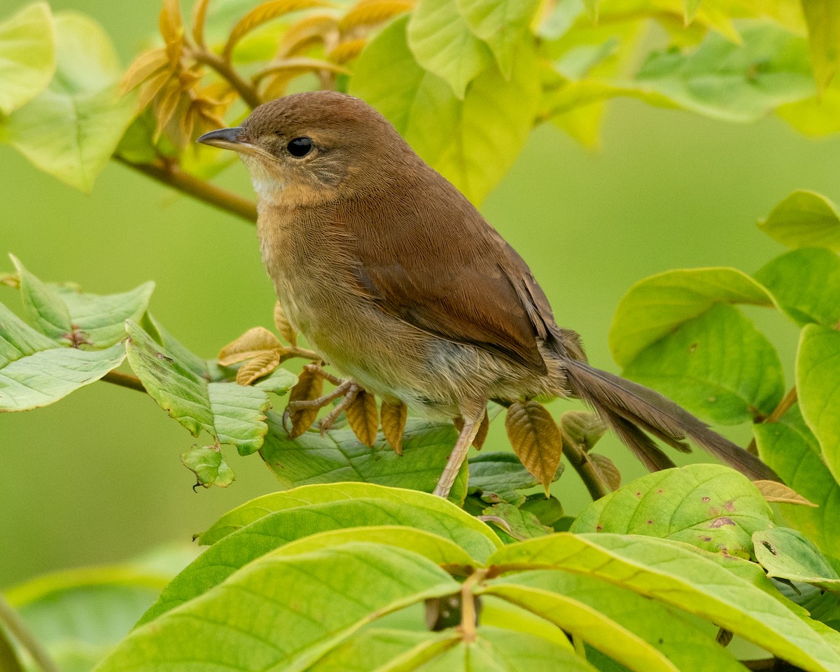 Pale-breasted Spinetail - Andres Paniagua