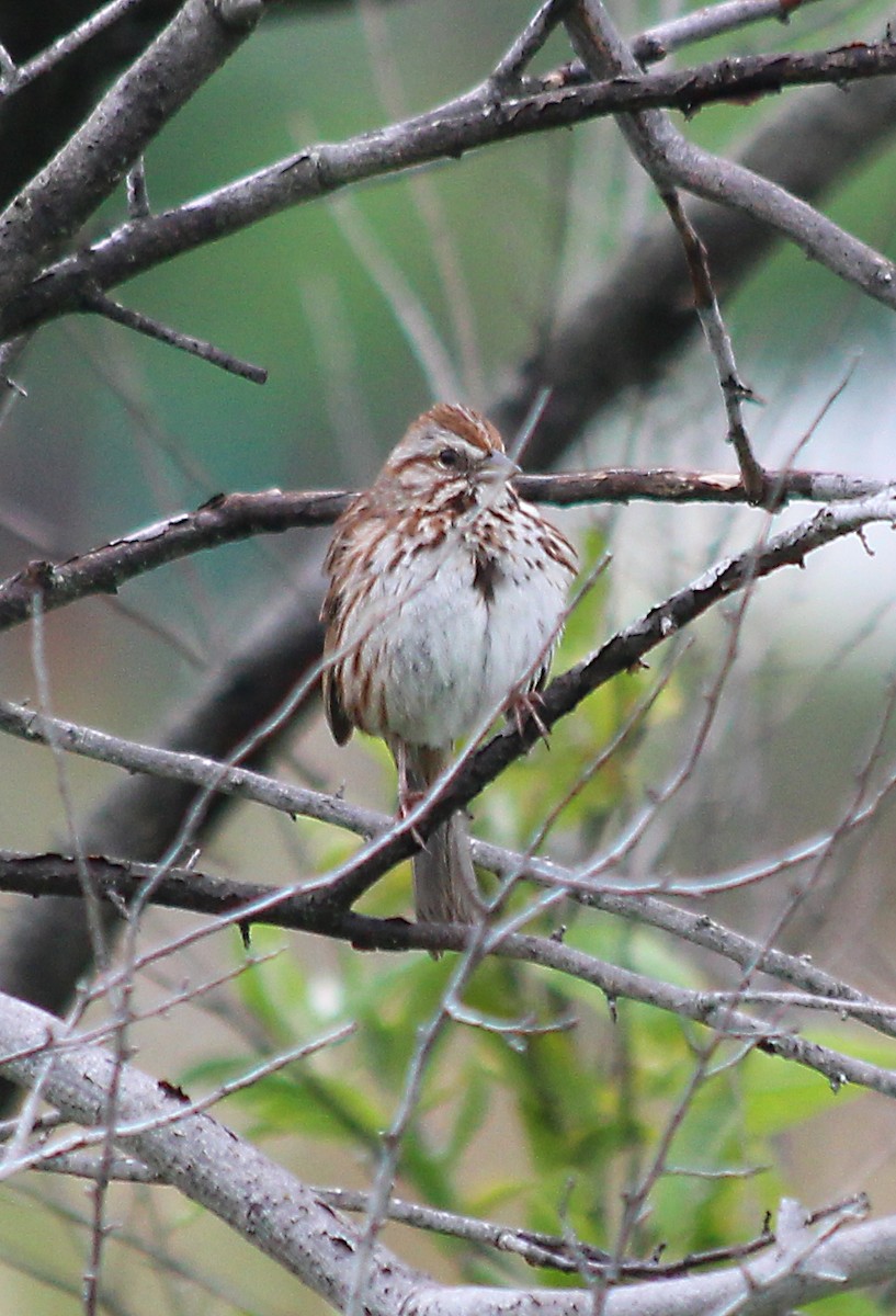 Song Sparrow - cammy kaynor