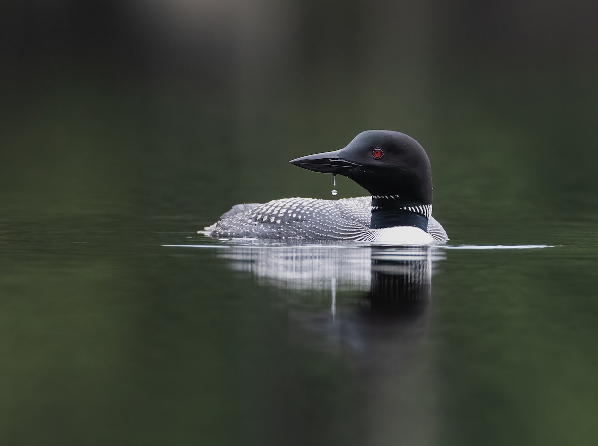 Plongeon huard - ML605477251