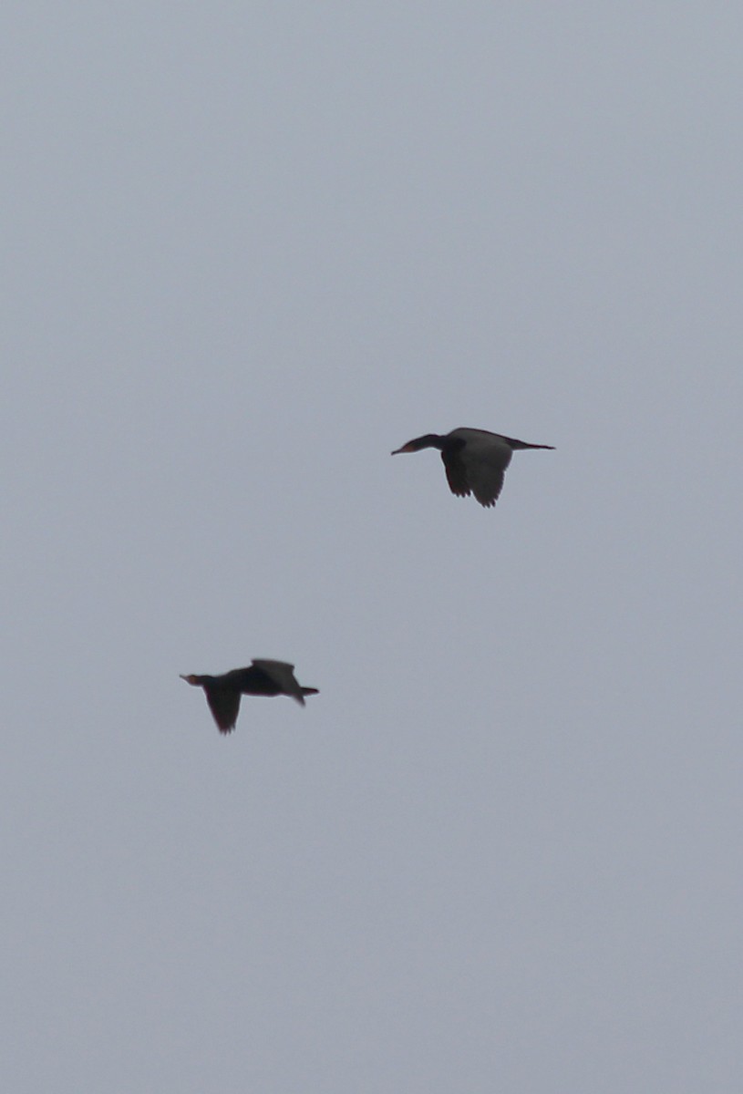 Double-crested Cormorant - ML60547791