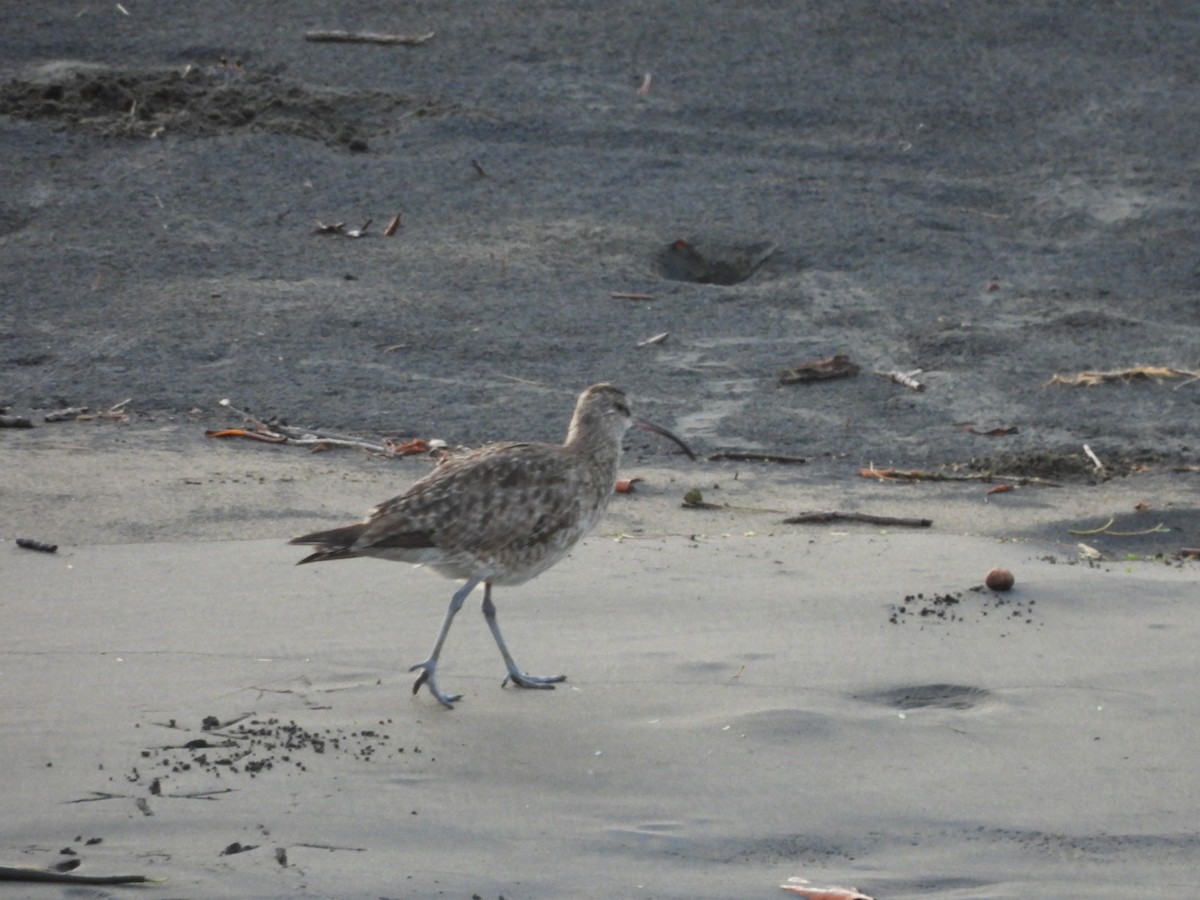 Whimbrel - ML605478011