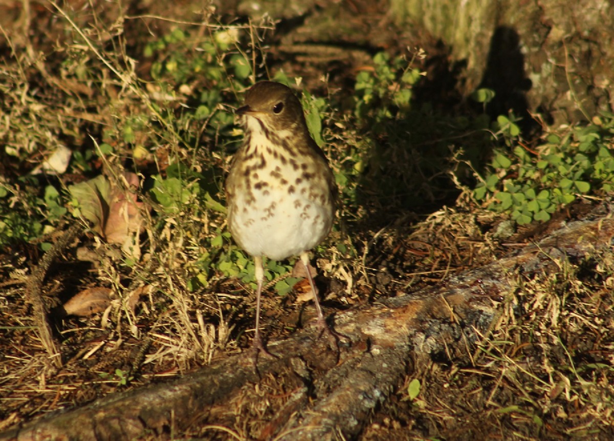 Hermit Thrush - Drew Goldberg