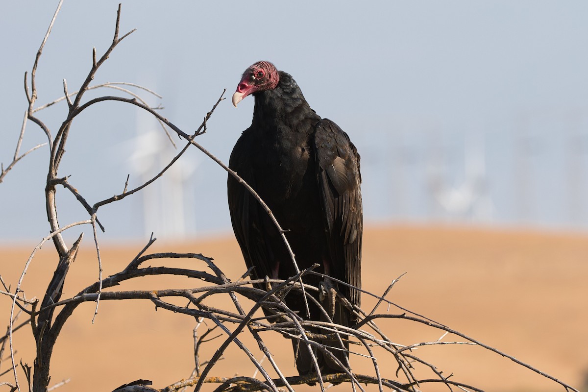 Turkey Vulture - Kevin Thomas