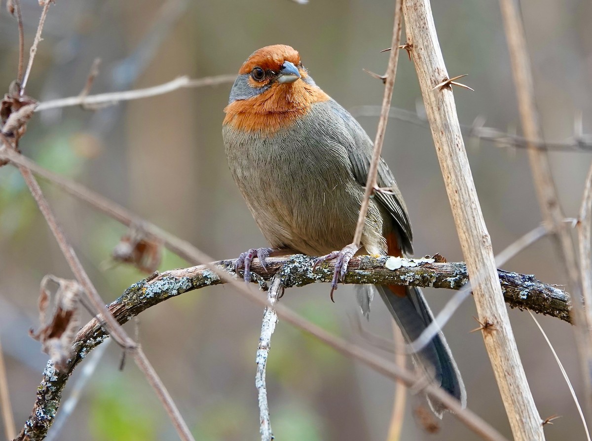 Tucuman Mountain Finch - ML605478391