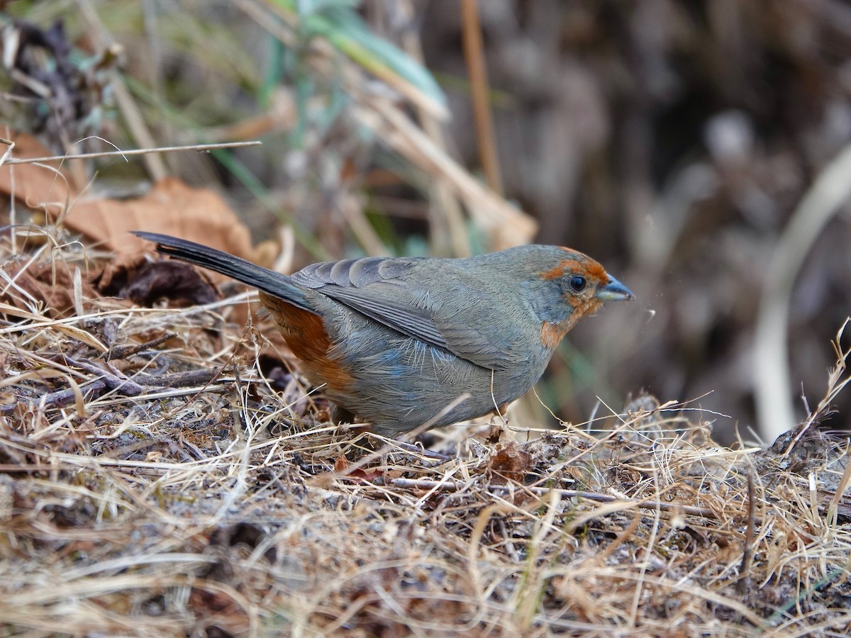 Tucuman Mountain Finch - ML605478401