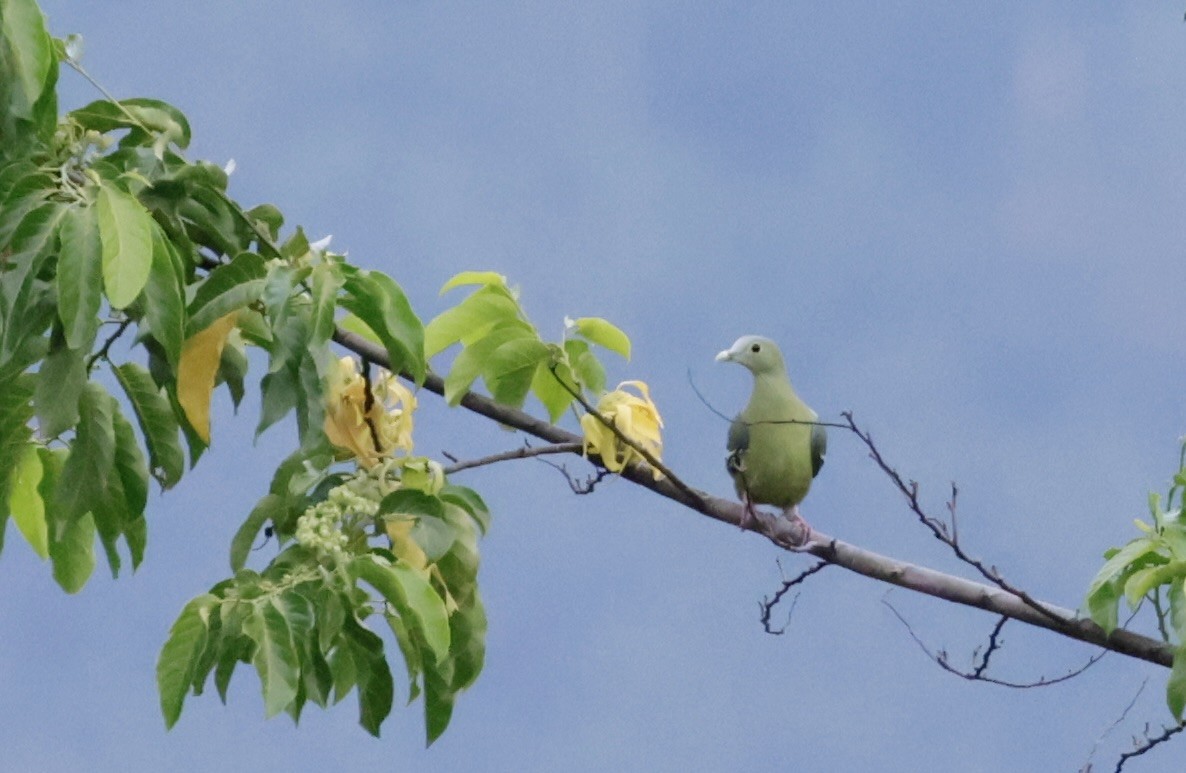 Gray-cheeked Green-Pigeon - ML605478611