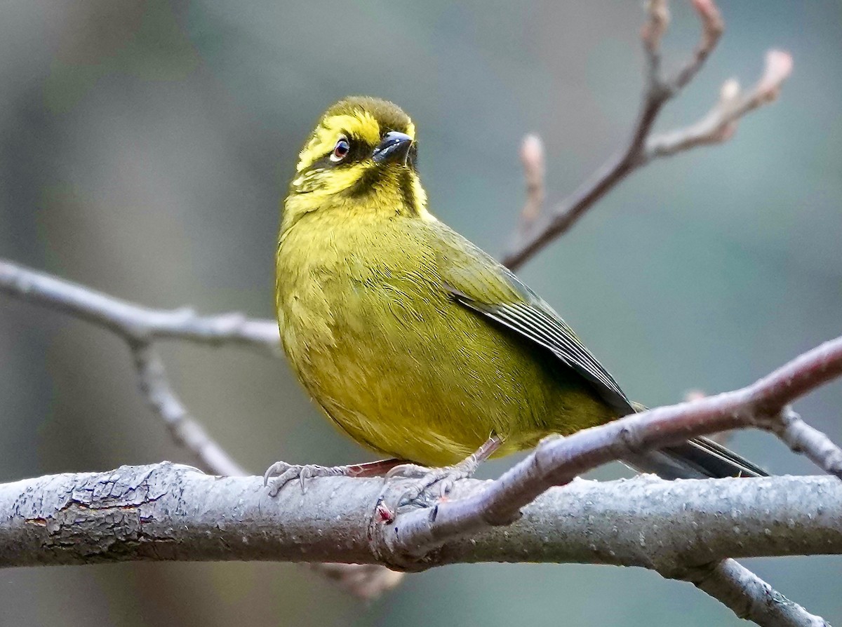 Yellow-striped Brushfinch - ML605479511