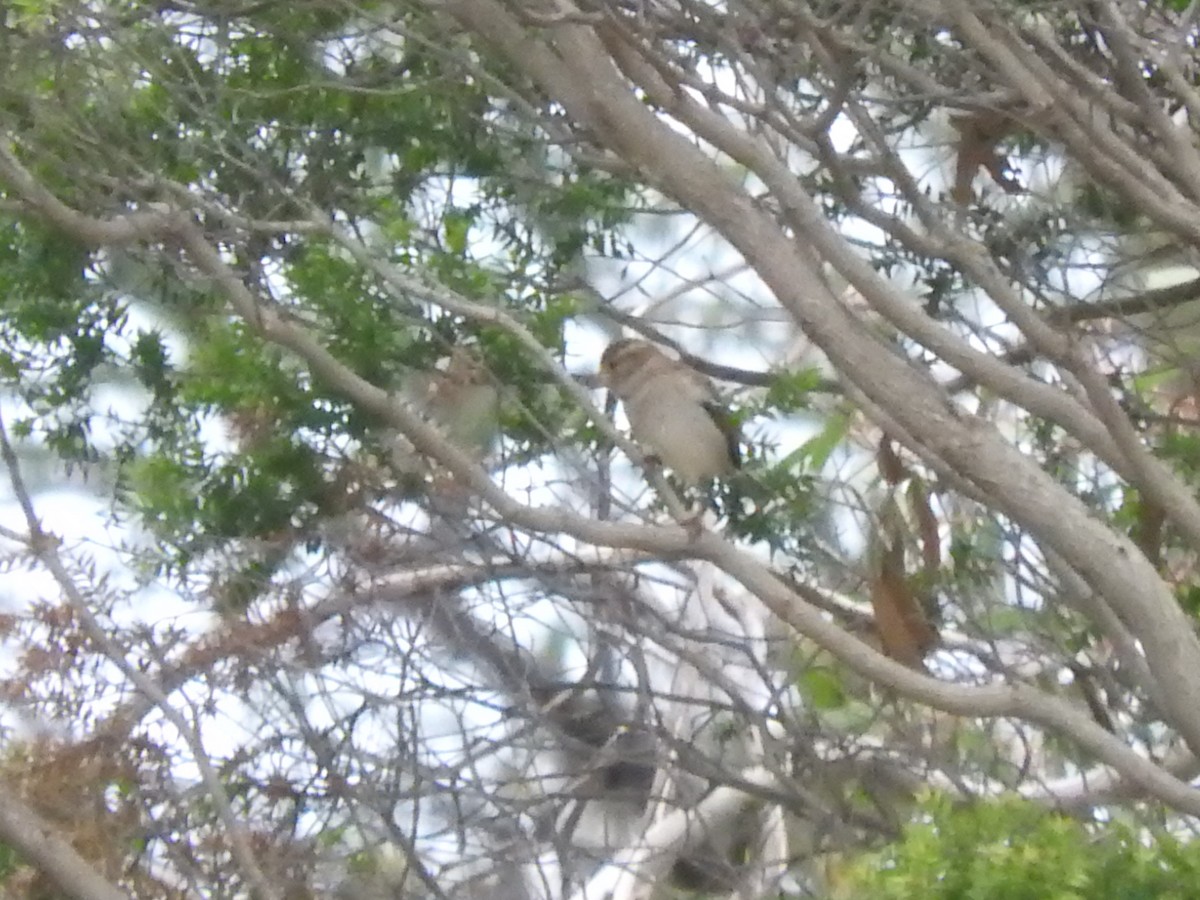 House Sparrow - ML605479771