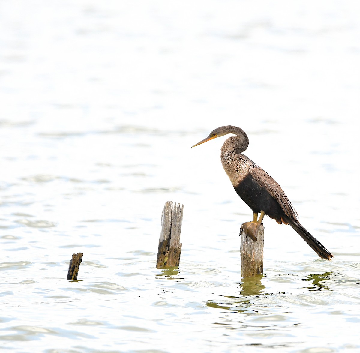 Amerika-Schlangenhalsvogel - ML605482951