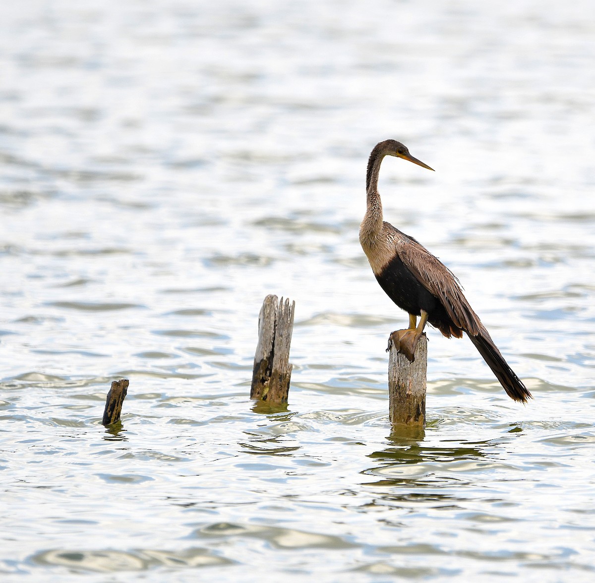 Anhinga Americana - ML605483121