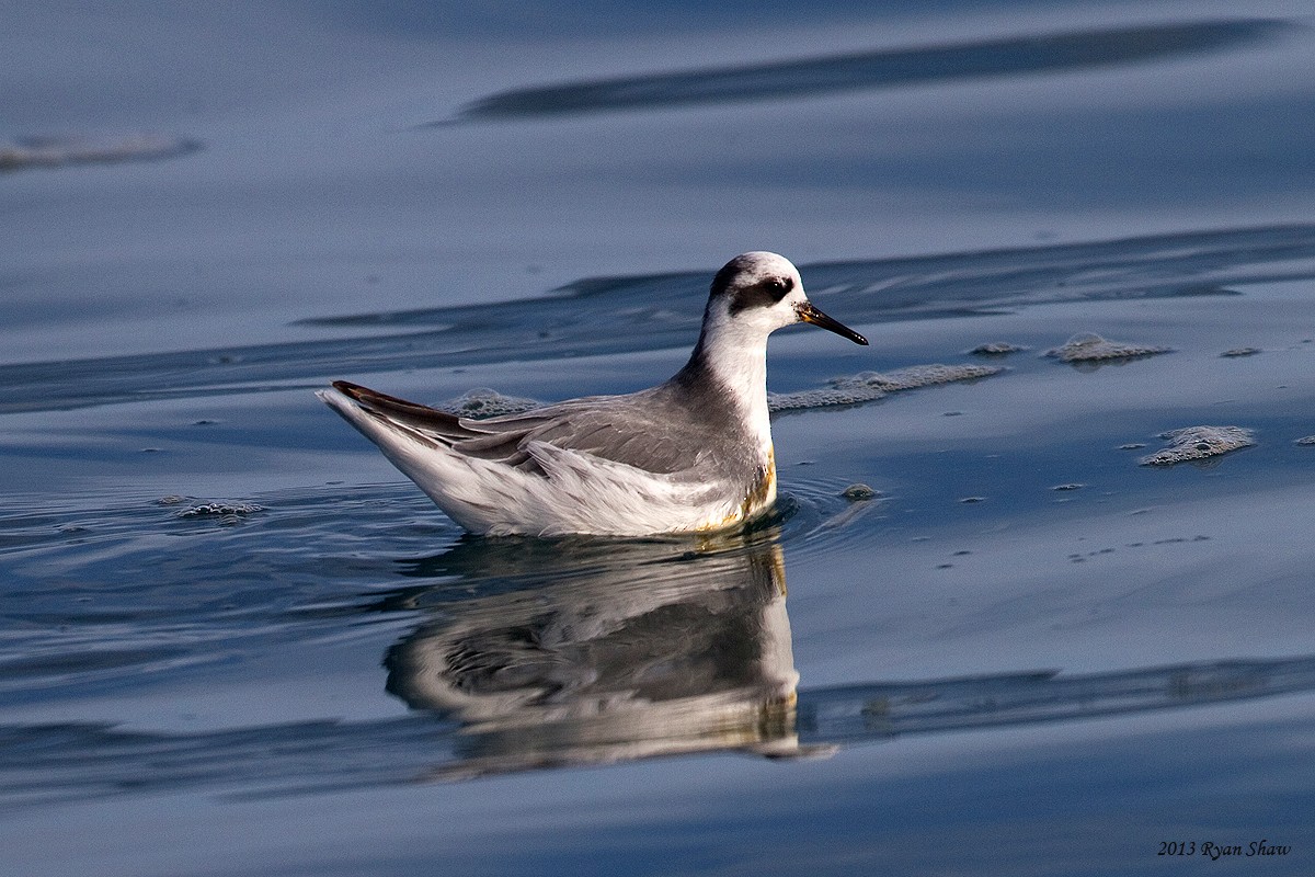 Red Phalarope - ML60548441