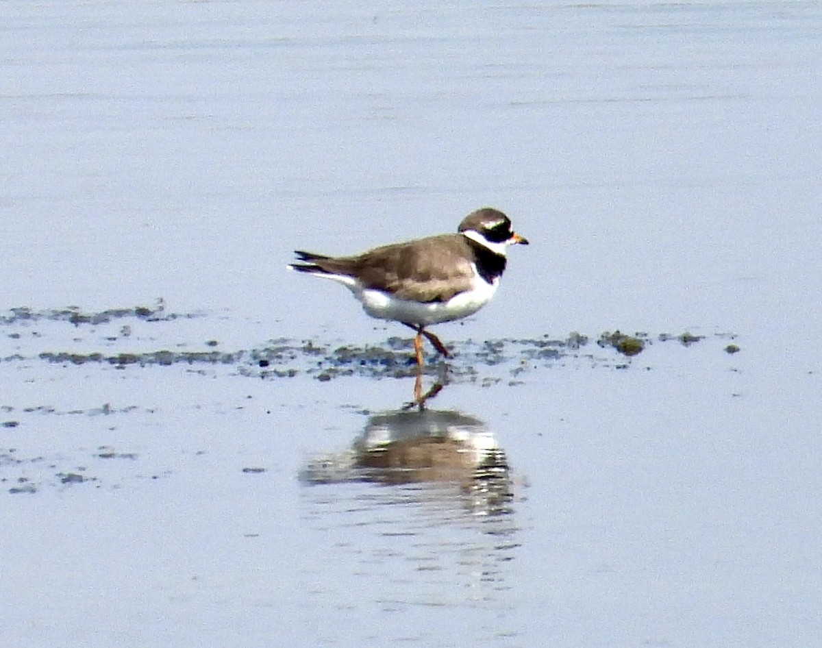 Common Ringed Plover - ML605484611