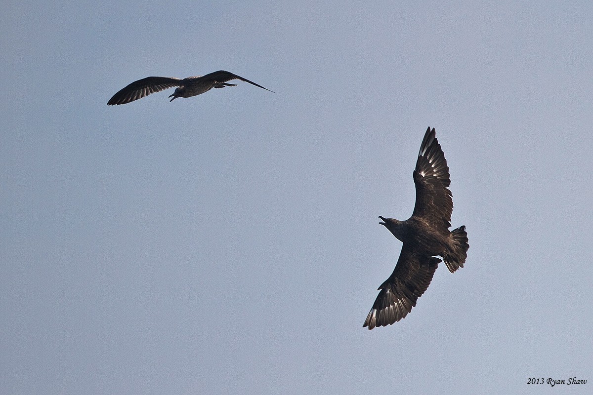 South Polar Skua - ML60548471