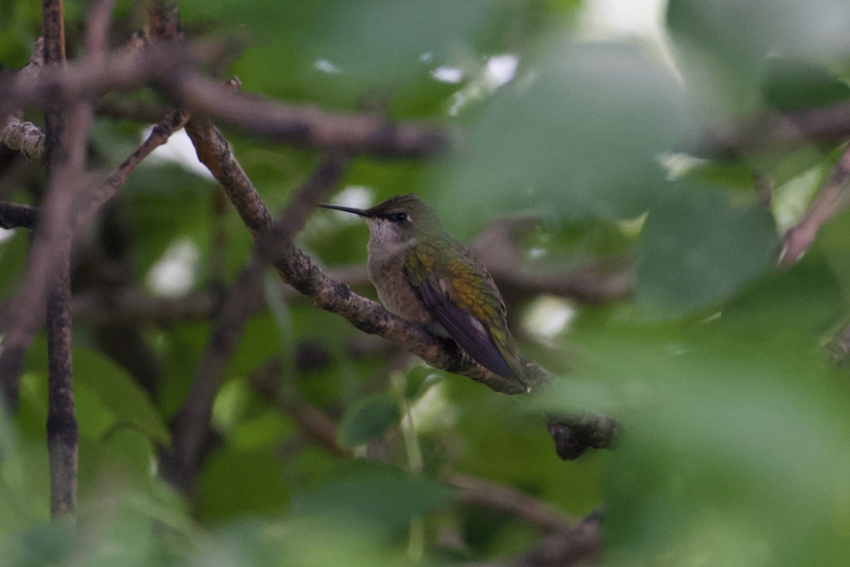 Ruby-throated Hummingbird - ML605484911