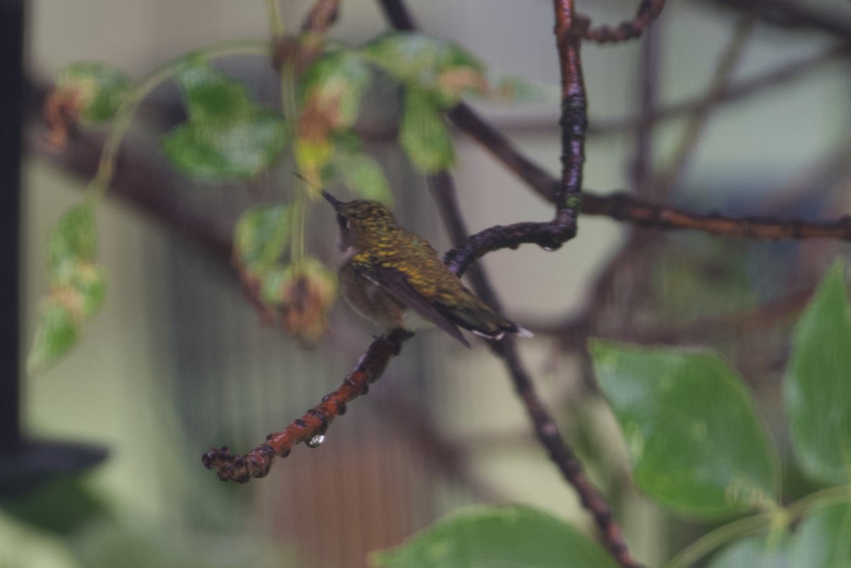 Ruby-throated Hummingbird - ML605485001