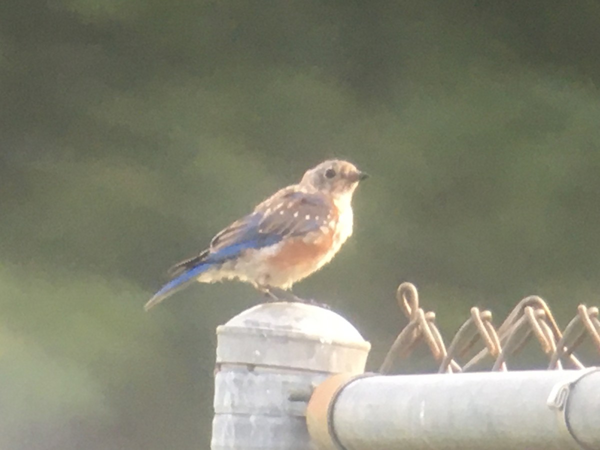 Eastern Bluebird - David Walbeck