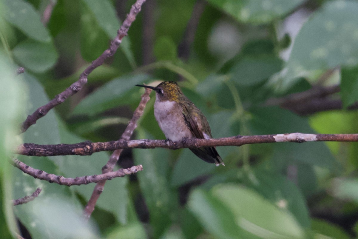 Ruby-throated Hummingbird - ML605485171