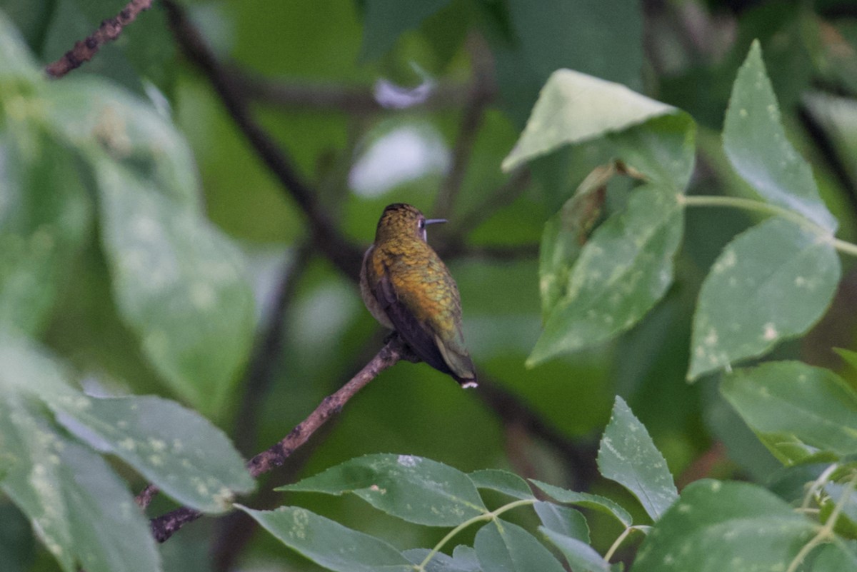 Ruby-throated Hummingbird - ML605485231