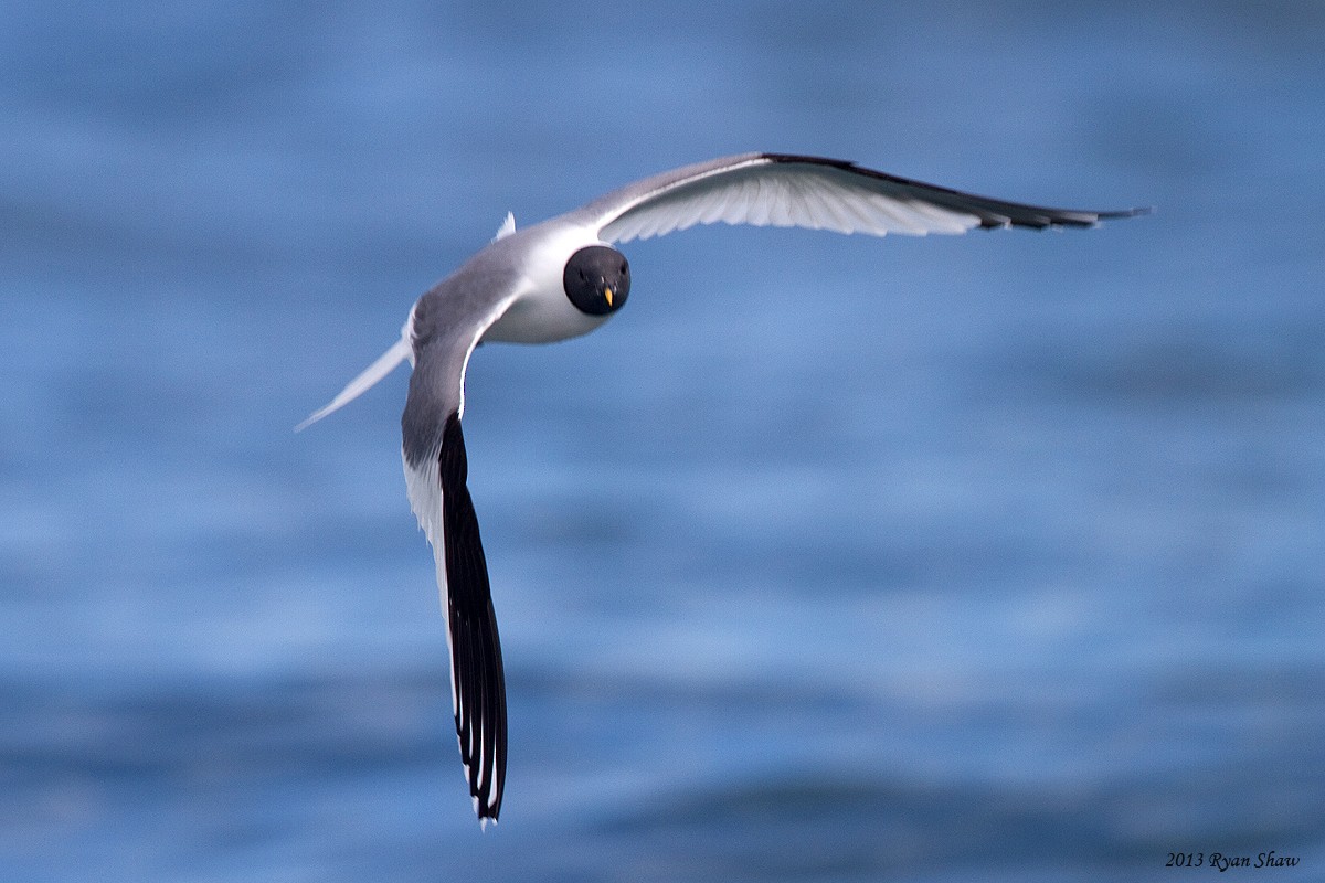 Sabine's Gull - ML60548591