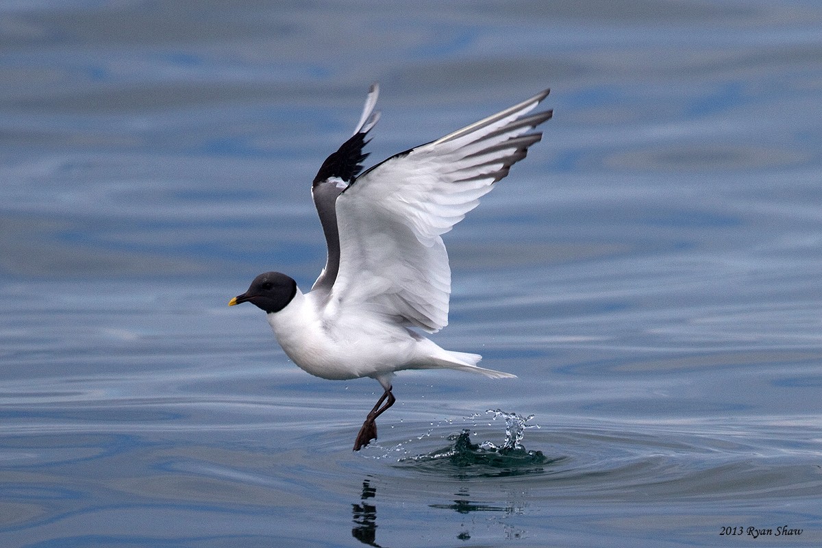 Mouette de Sabine - ML60548601